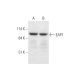 EAP1 Antibody (C-9) - Western Blotting - Image 332731