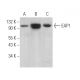 EAP1 Antibody (C-9) - Western Blotting - Image 371304 