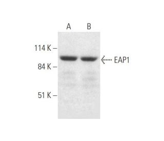 EAP1 Antibody (C-9) - Western Blotting - Image 332731