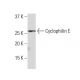 EAP30 Antibody (LN-7) - Western Blotting - Image 34262