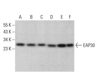 EAP30 Antibody (H-3) - Western Blotting - Image 381298
