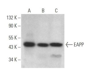 EAPP Antibody (1E4) - Western Blotting - Image 371840 