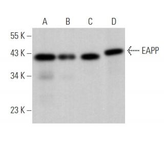 EAPP Antibody (C-9) - Western Blotting - Image 371359 