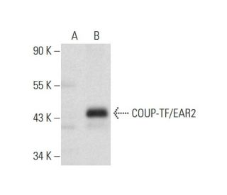 COUP-TF/EAR2 Antibody (F-11) - Western Blotting - Image 129696The Double Nickase Plasmid features a U6 promoter for sgRNA expression, a 20 nt targeting sequence, and a gRNA scaffold to guide Cas9n. It includes a CBh promoter for Cas9n (D10A) and puromycin resistance, GFP for transfection verification, and nuclear localization signals (NLS). The 2A peptide allows co-expression of Cas9n and Puro from a single promoter, enabling precise genome editing with reduced off-target effects.