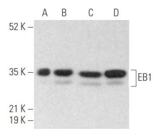 EB1 Antibody (B-7) - Western Blotting - Image 354635 