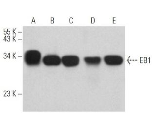 EB1 Antibody (B-7) - Western Blotting - Image 361817 