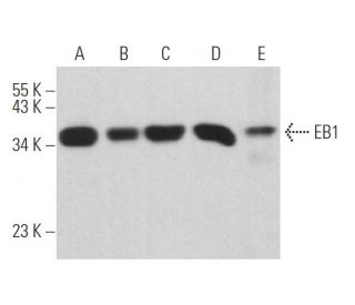 EB1 Antibody (F-7) - Western Blotting - Image 361818 