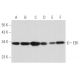 Cet anticorps polyclonal n'est plus commercialisé. Voir l'anticorps monoclonal <a href="eb1-antibody-1a11-4">EB1 (1A11/4)</a> que nous recommandons (données d'échantillonnage indiquées). western blotting image from recommended EB1 (1A11/4) monoclonal antibody replacement. Image 356672