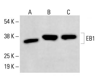 EB1 Antibody (F-7) - Western Blotting - Image 414595
