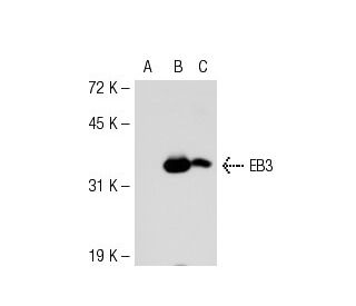 EB3 Antibody (KT36) - Western Blotting - Image 53231