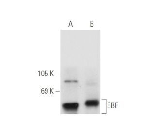western blotting image from recommended EBF (C-8) monoclonal antibody replacement. Image 56235