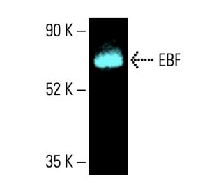 EBF Antibody (C-8) - Western Blotting - Image 405090