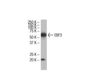 EBF3 Antibody (N7Q) - Western Blotting - Image 33649
