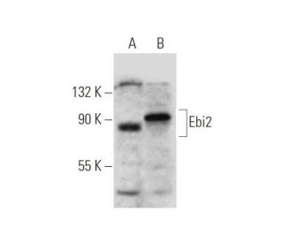 Ebi2 Antibody (G-12) - Western Blotting - Image 319611 