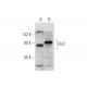 Ebi2 Antibody (G-12) - Western Blotting - Image 319611 