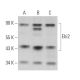 Ebi2 Antibody (G-12) - Western Blotting - Image 363759