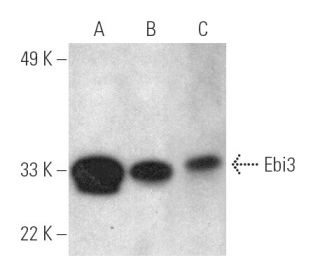 Ebi3 Antibody (G-4) - Western Blotting - Image 390980 