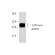 Ebi3 Antibody (H-6) - Western Blotting - Image 139439