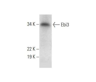 Ebi3 Antibody (H-6) - Western Blotting - Image 301539The Double Nickase Plasmid features a U6 promoter for sgRNA expression, a 20 nt targeting sequence, and a gRNA scaffold to guide Cas9n. It includes a CBh promoter for Cas9n (D10A) and puromycin resistance, GFP for transfection verification, and nuclear localization signals (NLS). The 2A peptide allows co-expression of Cas9n and Puro from a single promoter, enabling precise genome editing with reduced off-target effects.