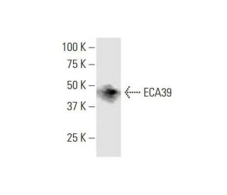 ECA39 Antibody (1F8) - Western Blotting - Image 352096 