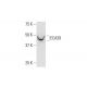 ECA39 Antibody (1F8) - Western Blotting - Image 352095