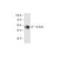 ECA39 Antibody (1F8) - Western Blotting - Image 352096 