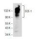 ECE-1 Antibody (C-12) - Western Blotting - Image 151732