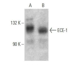 ECE-1 Antibody (C-12) - Western Blotting - Image 358633 