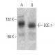 ECE-1 Antibody (C-12) - Western Blotting - Image 358633 