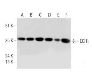 ECH1 Antibody (B-3) - Western Blotting - Image 344513 