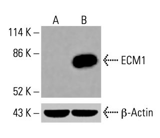 ECM1 Antibody (G-7) - Western Blotting - Image 416115