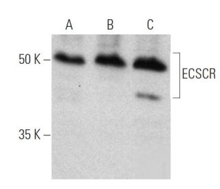 ECSCR Antibody (A-6) - Western Blotting - Image 372267