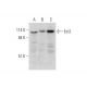western blotting image from recommended Ect2 (G-4) monoclonal antibody replacement. Image 331196