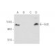 Ect2 Antibody (E-1) - Western Blotting - Image 332746