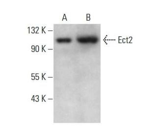 Ect2 Antibody (E-1) - Western Blotting - Image 381118 