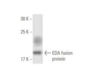 EDA Antibody (3E12) - Western Blotting - Image 348469