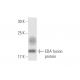 EDA Antibody (3E12) - Western Blotting - Image 348469