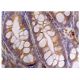 EDAR Antibody (G-1) - Immunohistochemistry - Image 160273 