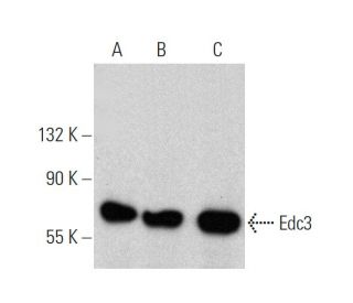 Edc3 Antibody (B-9) - Western Blotting - Image 359965 