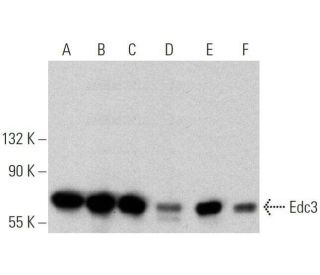 Edc3 Antibody (D-6) - Western Blotting - Image 359463 