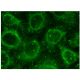 Edc4 Antibody (H-12) - Immunofluorescence - Image 156667 