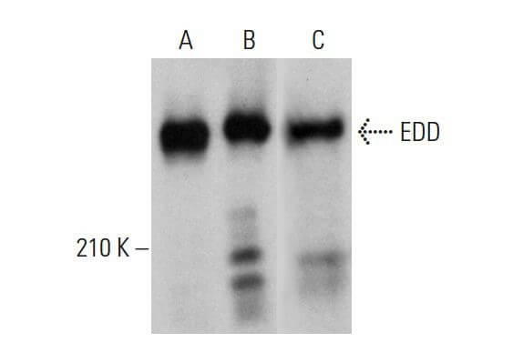 EDD Antibody B 11 SCBT Santa Cruz Biotechnology