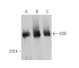 EDD Antibody B 11 SCBT Santa Cruz Biotechnology