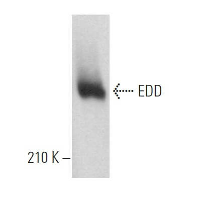 EDD Antibody B 11 SCBT Santa Cruz Biotechnology