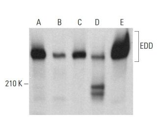 EDD Antibody B 11 SCBT Santa Cruz Biotechnology