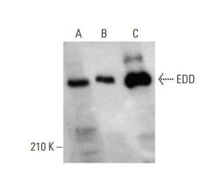 EDD Antibody (C-3) - Western Blotting - Image 348658 