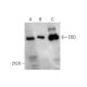 EDD Antibody (C-3) - Western Blotting - Image 348658 