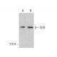 EDD Antibody (C-3) - Western Blotting - Image 380374