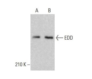 EDD Antibody (C-3) - Western Blotting - Image 380374 