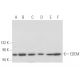 western blotting image from recommended EDEM (D-1) monoclonal antibody replacement. Image 355452